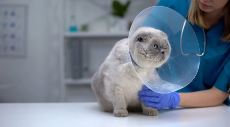 Castramóvel oferece castração gratuita de cães e gatos na região sul de São José dos Campos