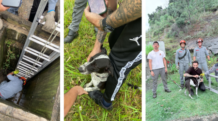 Cão resgatado em Caraguatatuba pelos bombeiros