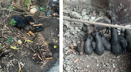 : Polícia Ambiental encontrou animais em situação de maus-tratos