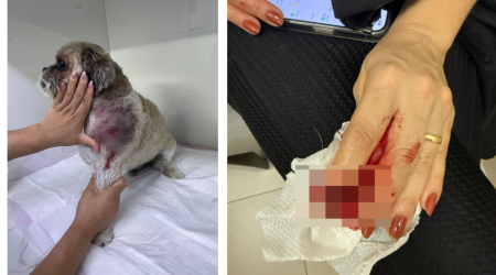 Mulher e cachorro ficaram feridos após ataque