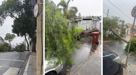Vendaval e chuva forte provocaram queda de árvores em São José dos Campos neste domingo (1º).