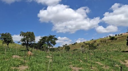 Ecomuseu chega a 20.471 mudas plantadas em São José e passa de 85% da meta ambiental