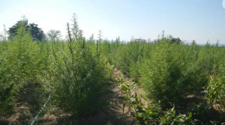 Empregos no mercado da cannabis crescem no Brasil