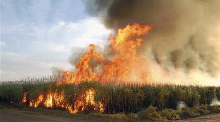 Empresa multada por incêndio em Área de Preservação Permanente