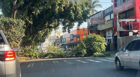 Enorme galho cai na avenida Andrômeda e interdita trânsito