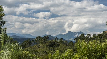 Estados do Sul e do Sudeste firmam Tratado da Mata Atlântica e miram plantio de 100 mi de espécies nativas