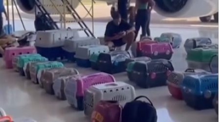 Fabricado pela Embraer, avião de Leila resgata animais no RS