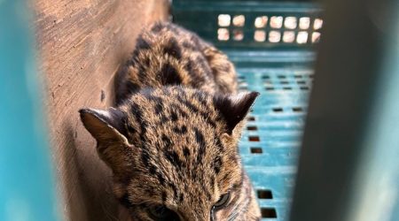 Filhote de jaguatirica ferido é resgatado em São Luiz do Paraitinga