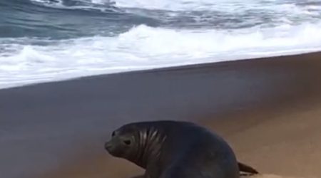 Foca é flagrada curtindo um sol de inverno em praia de Caraguá!