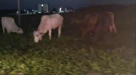 Gado na Via Dutra complica trânsito no sentido RJ em São José
