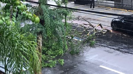 Galho enorme cai na avenida São João e interdita trânsito