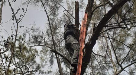 Garça é resgatada de árvore em Mosteiro de Roseira após ficar presa em linha de pesca