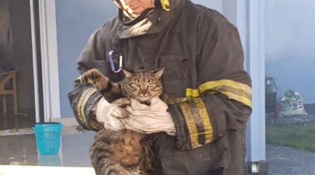Gatos são resgatados em incêndio que consumiu casa em Caraguá