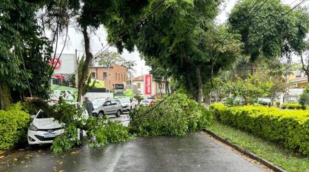 Galho de árvore cai e interdita avenida no Esplanada