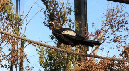 Jacutinga levada ao Refúgio das Aves, em Aparecida