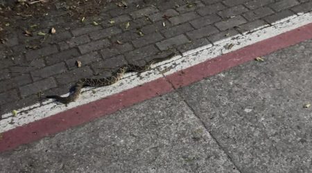 Jararaca é encontrada na Via Oeste durante a noite em área de caminhada em São José dos Campos