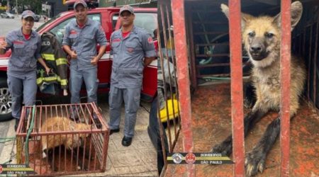 Lobo-guará é capturado na região central de São José dos Campos