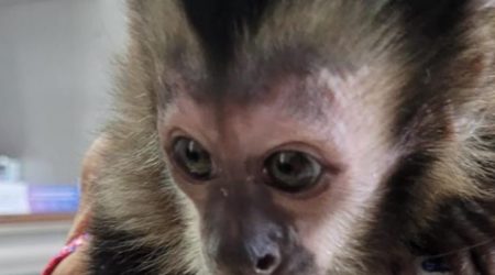 Macaco-prego em condições de maus-tratos é resgatado dentro de bolsa em Jacareí
