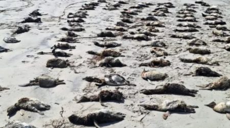 Mais de 700 pinguins são encontrados mortos no litoral de São Paulo