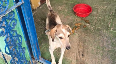 Maus-tratos a cachorro gera autuação e multa de R$ 3 mil em São José dos Campos