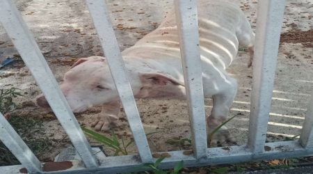 Maus-tratos a dois pitbulls rendem multa e resgate em Pindamonhangaba!