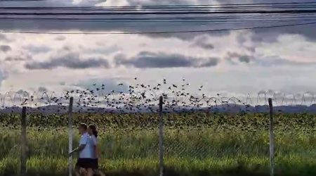 Mistério nos Girassóis Pássaros anônimos invadem Terreno das Vaquinhas