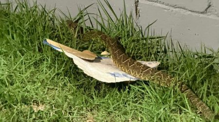 Morador encontra cascavel e aciona bombeiros no Urbanova