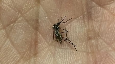 Mosquito Aedes aegypti preocupa moradores do Jardim Esplanada