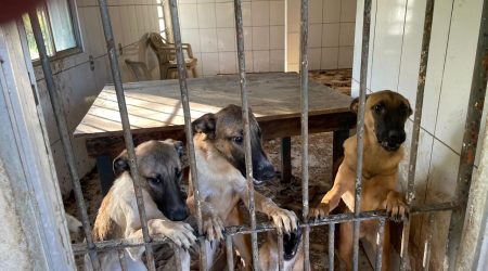 Mulher autuada por maus-tratos a cães na zona norte de São José dos Campos