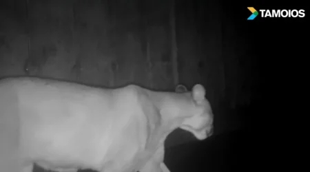 Onça-parda é avistada em passagem de fauna na Rodovia dos Tamoios