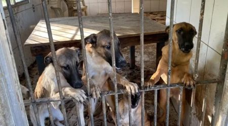 PM Ambiental flagra sete cães em situação de maus-tratos