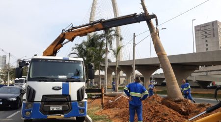 Palmeiras imperiais são replantadas na avenida Jorge Zarur