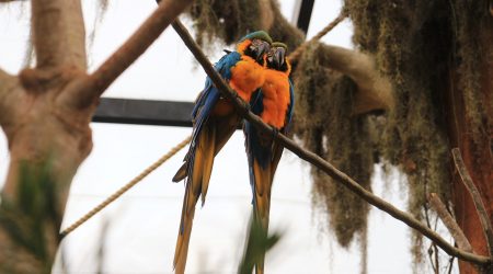 Parque Três Pescadores faz reflorestamento e comemora nascimento dos primeiros filhotes de aves