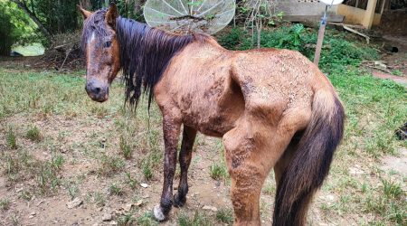 Polícia Ambiental multa mulher por maus-tratos a cavalo em São José dos Campos