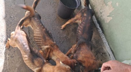 Polícia Ambiental resgata 18 cães vítimas de maus-tratos em Cruzeiro