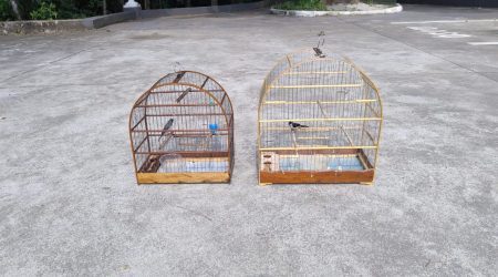 Polícia Ambiental resgata aves em cativeiro em comércio do Jardim Diamante