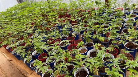 Polícia Civil desmonta grande plantação de maconha com 1.700 pés e prende oito pessoas na divisa entre Lagoinha e São Luiz do Paraitinga