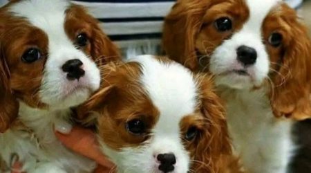 Polícia investiga furto de cães da raça Cavalier King em Caraguatatuba