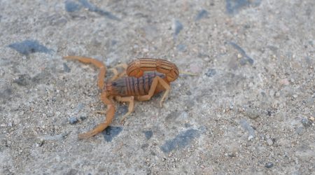 Prefeitura foi acionada e vistoriou o local