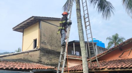 Preso em coqueiro, Gato Frajola é resgatado pelos Bombeiros em Maresias, São Sebastião