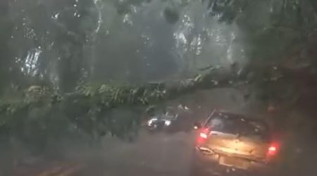 Queda de árvore interdita SP-50