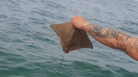 Raia ticonha é solta após captura em rede de pesca ilegal em Caraguá