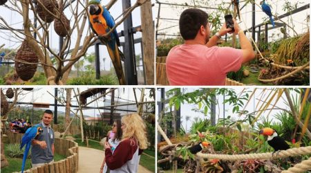 Refúgio das Aves do Parque Três Pescadores acolhe animais resgatados de maus-tratos e tráfico