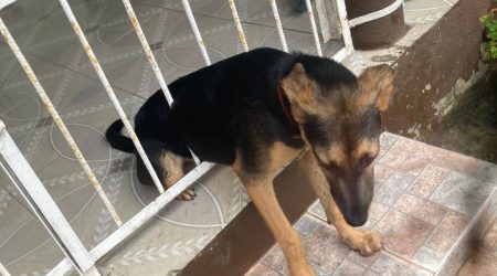 Resgate de cachorro preso em grade mobiliza bombeiros em Caraguatatuba