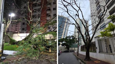 Árvores secas no Jardim Aquarius geram alerta após queda em área verde