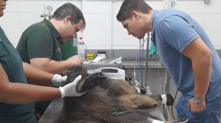 SP monta rede de resgate para animais vítimas de incêndios