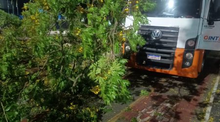 São José dos Campos, trânsito, árvore caída, avenida São João