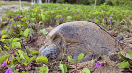 Tartaruga-verde marcada em Ubatuba é reencontrada 24 anos depois em Noronha