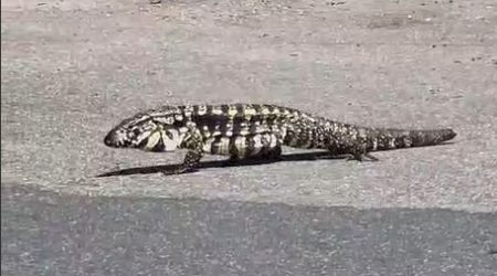 Teiú é flagrado passeando em estacionamento de supermercado no Aquarius