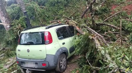 Temporal em Campos do Jordão derruba árvores e danifica carros